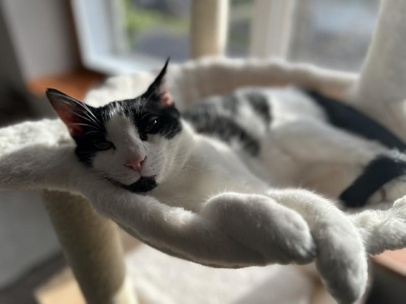 Black and white cat relaxing in a white plush cat tree hammock by the window