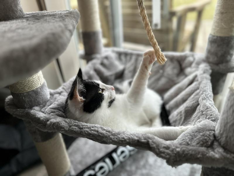 Black and white cat reaching for a rope toy while lounging in a grey cat tree hammock