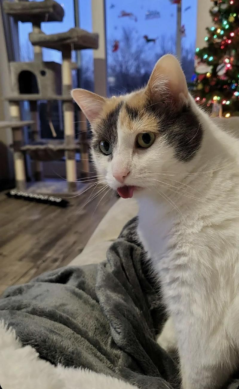 Calico cat with tongue out on a grey blanket, Christmas tree lights in the background