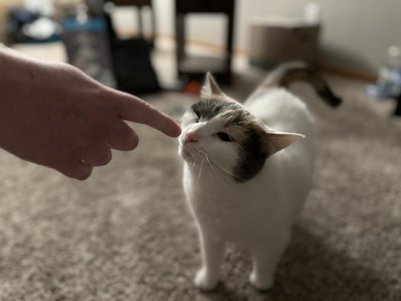 White and calico cat getting a gentle nose boop